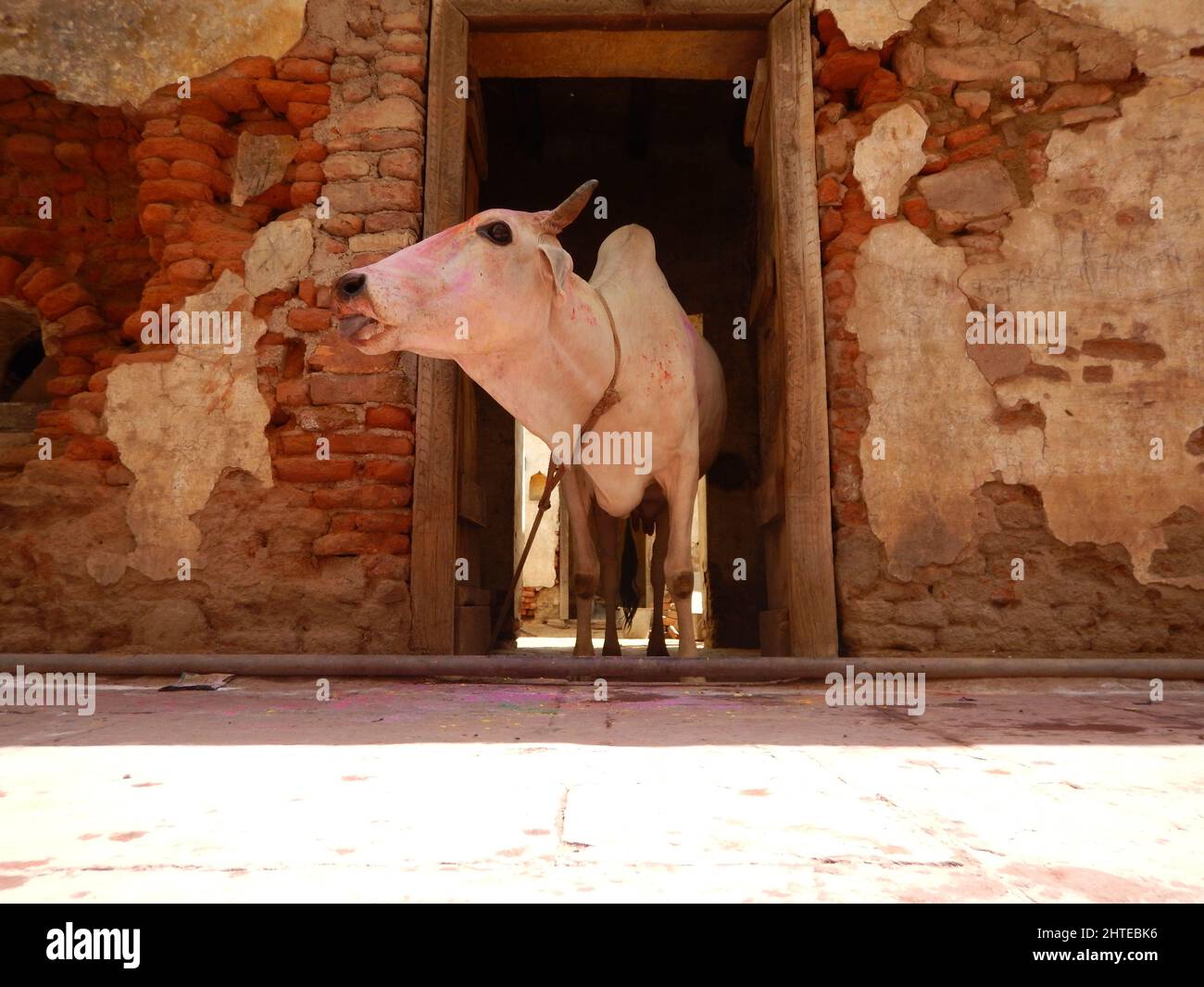 White cow covered with colors during the Holi Hindu festival in Lord Krishna Temple Stock Photo