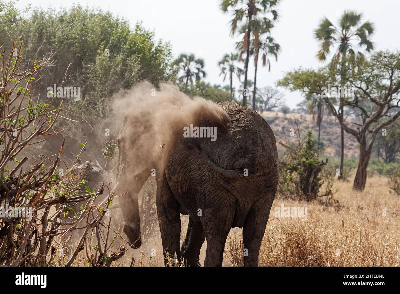 African elephant blowing dust on himself, Loxodanta africana, herbivores, largest land mammal, muscular trunk, wildlife, behavior, animal, Tarangire N Stock Photo