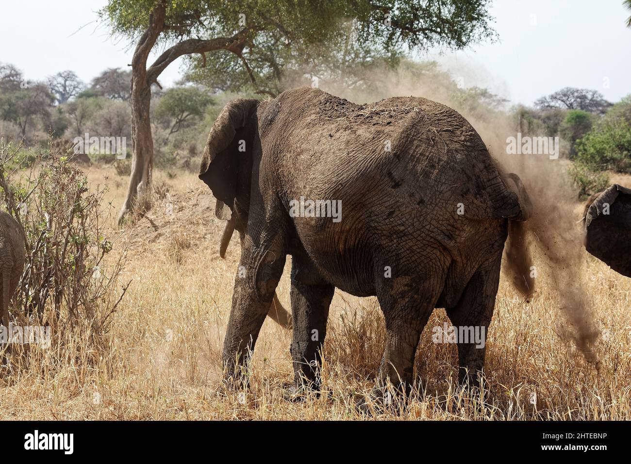 African elephant spraying body with dirt, debris on back, Loxodanta africana, herbivores, largest land mammal, wildlife, animal, behavior, Tarangire N Stock Photo