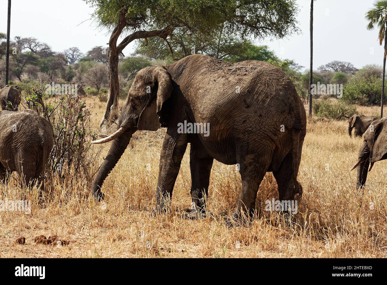 African elephant, grazing, Loxodanta africana, herbivores, largest land mammal, muscular trunk, tusks, large ears, wildlife, animal, Tarangire Nationa Stock Photo