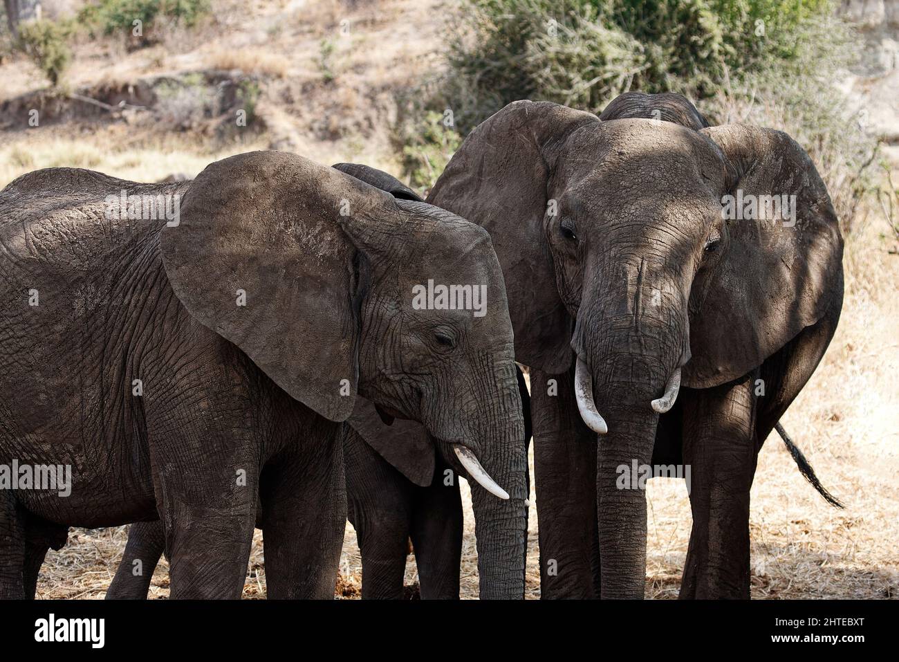 2 African elephants, close-up, Loxodanta africana, herbivores, largest land mammal, muscular trunk, tusks, large ears, wildlife, animals, Tarangire Na Stock Photo