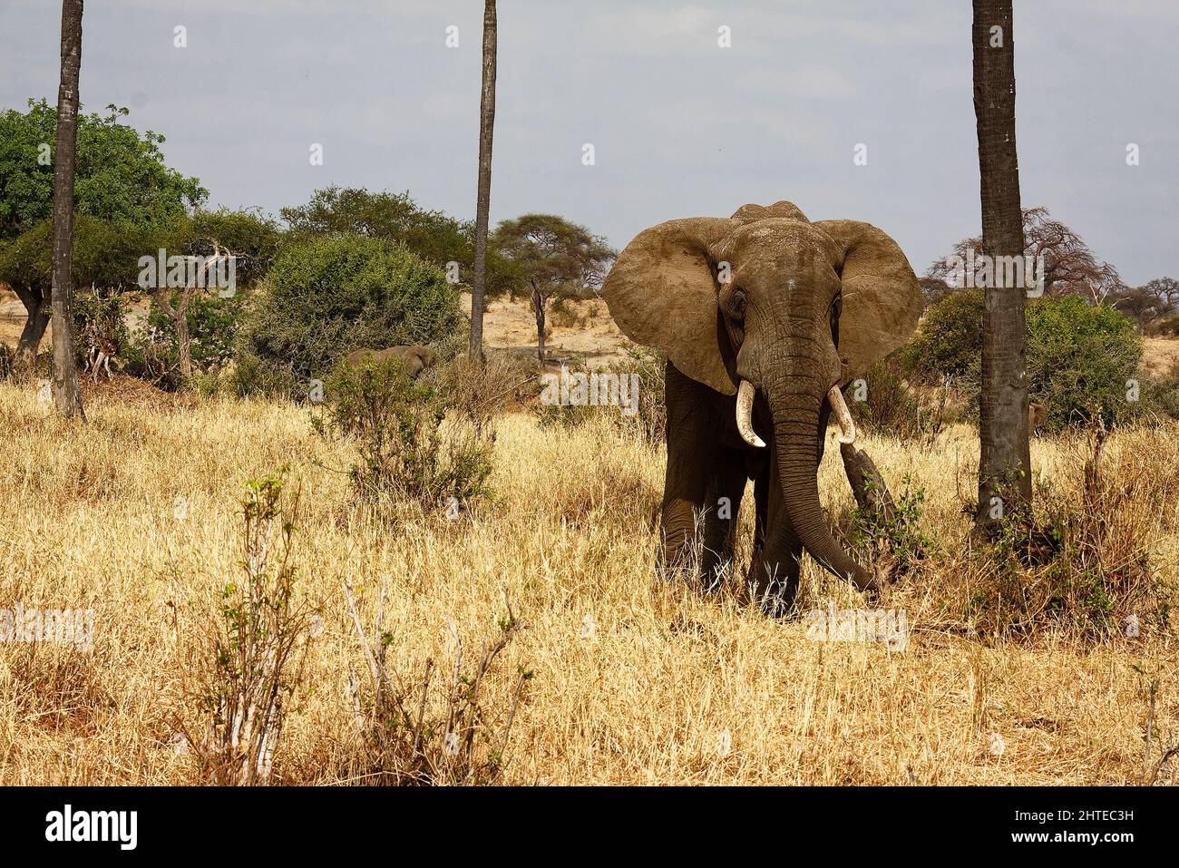 African elephant, scene, habitat, Loxodanta africana, herbivores, largest land mammal, muscular trunk, tusks, large ears, wildlife, animal, Tarangire Stock Photo