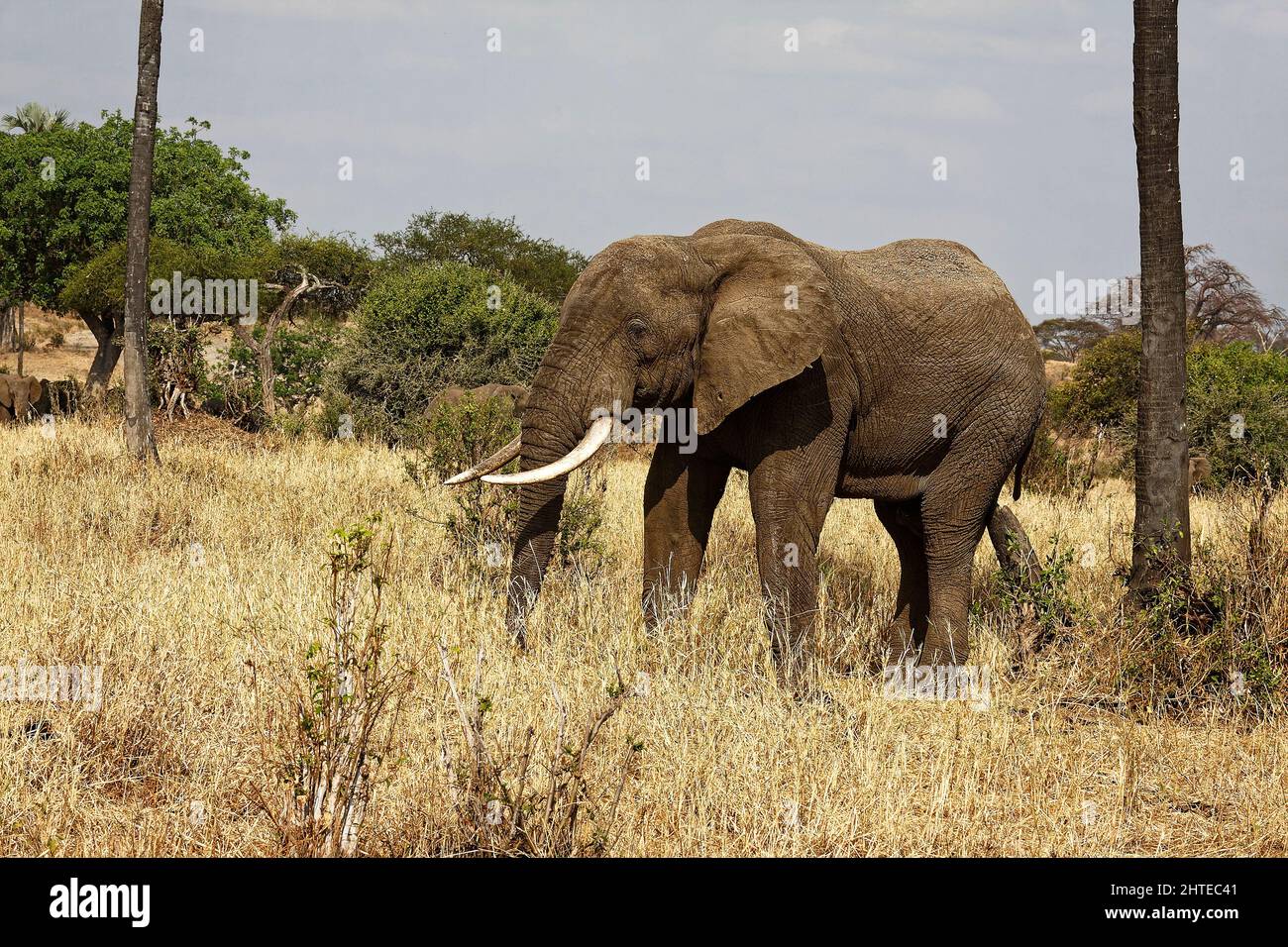African elephant, portrait, full view, Loxodanta africana, herbivores, largest land mammal, muscular trunk, tusks, large ears, wildlife, animal,  Tara Stock Photo
