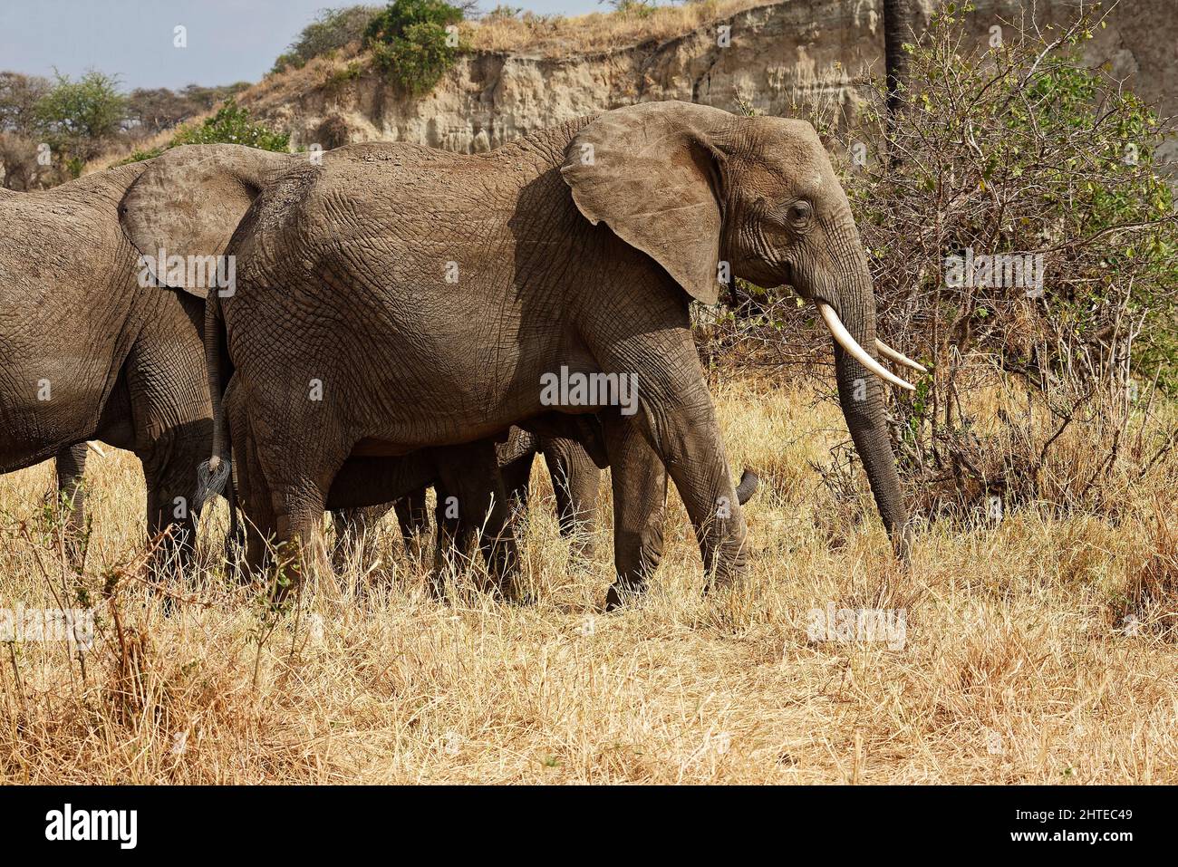 African elephant walking, side view, full length portrait, Loxodanta africana, herbivores, largest land mammal, muscular trunk, tusks, large ears, wil Stock Photo