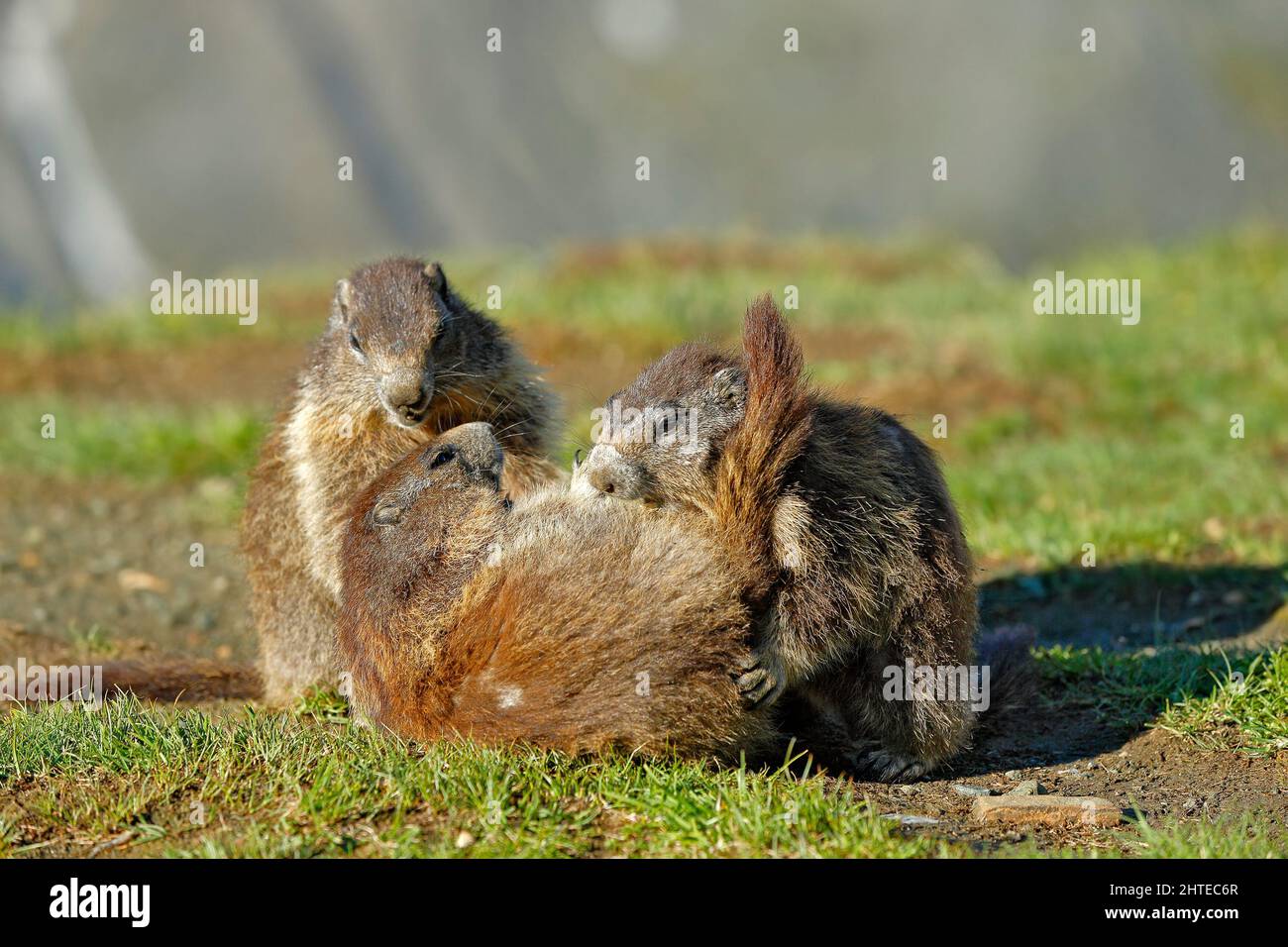 Austria wildlife, funny image, detail of Marmot. Cute fat animal Marmot, sitting in the grass with nature rock mountain habitat, Alp, Italy. Wildlife Stock Photo