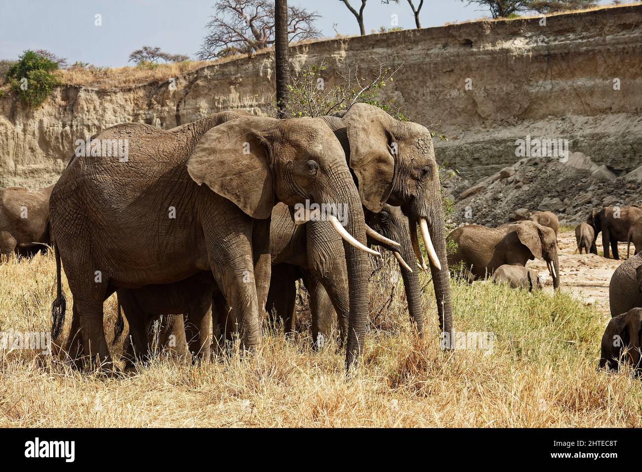 African elephants, herd, side view, Loxodanta africana, herbivores, largest land mammal, muscular trunk, tusks, large ears, wildlife, animals, Tarangi Stock Photo