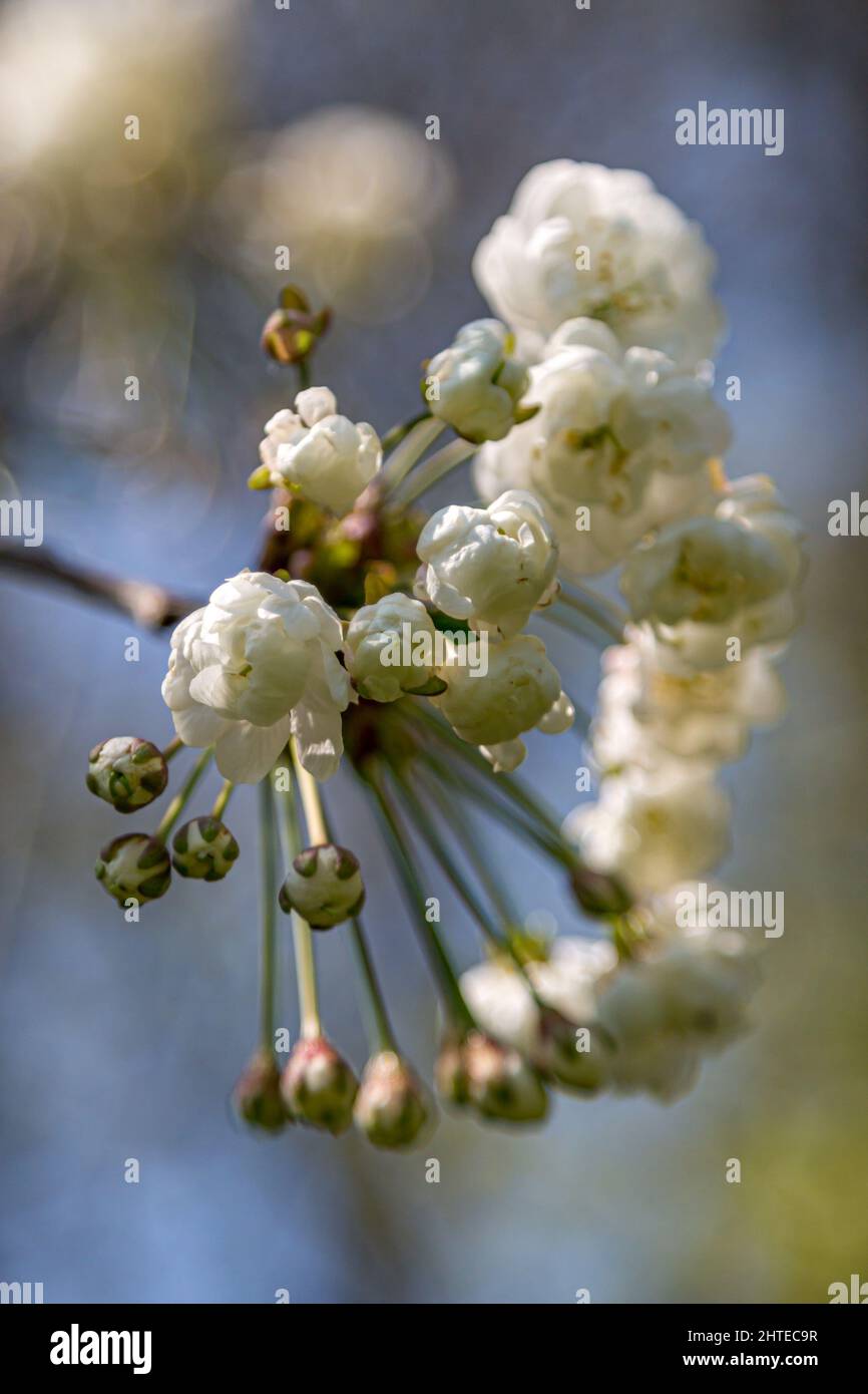 Delicate clusters white cherry hi-res stock photography and images - Alamy