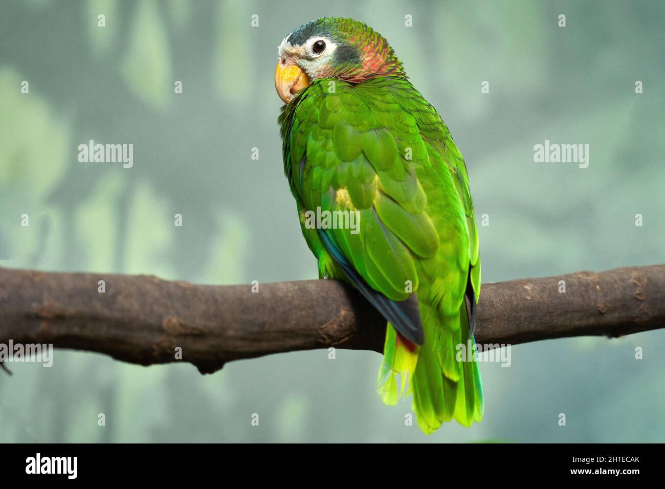 Yellowbilled Jamaican amazon, Amazona collaria, green parrot sitting