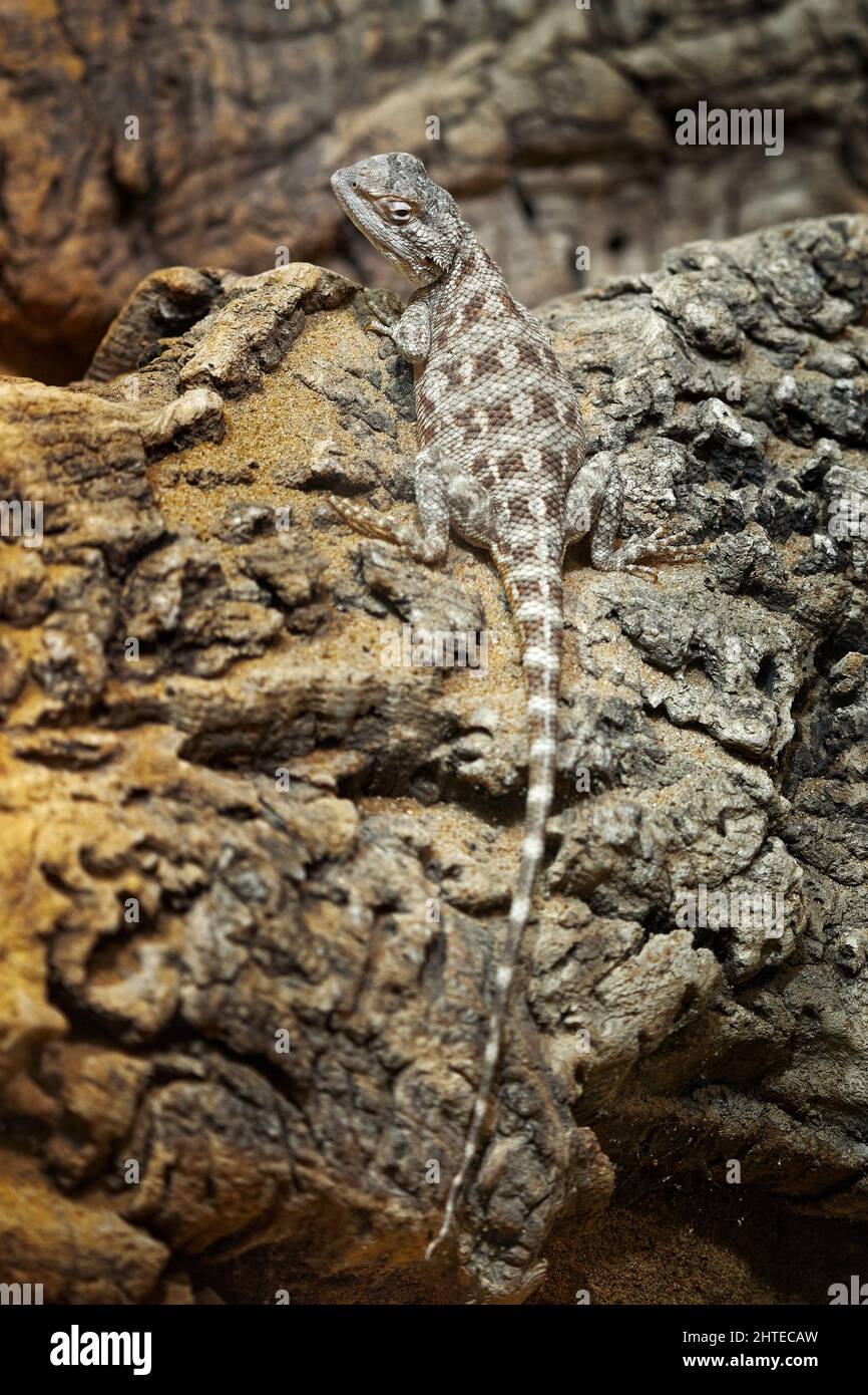 Turkestan Plate-tailed Gecko, Teratoscincus scincus, lizard from Iran, Asia. Animal in the habitat, white rock in hot sunny day. Wildlife  scene from Stock Photo