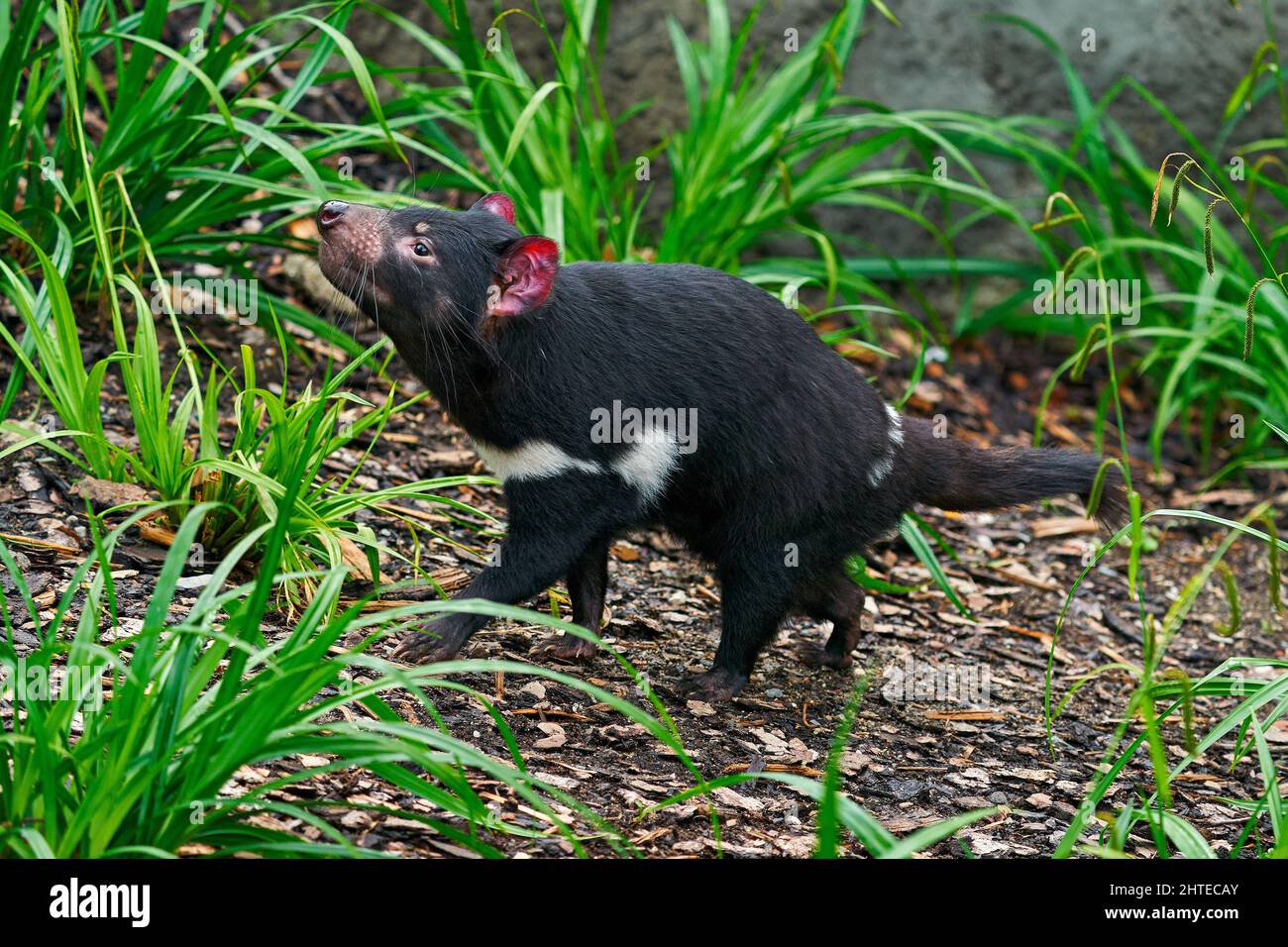Tasmanian devil, Sarcophilus harrisii, carnivorous marsupial in the nature habitat. Rare animal from Tasmania. Cute black endemic mammal in the green Stock Photo