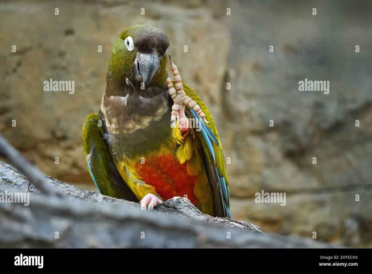Burrowing Parakeet parrot, Cyanoliseus patagonus, sitting on the tree ...