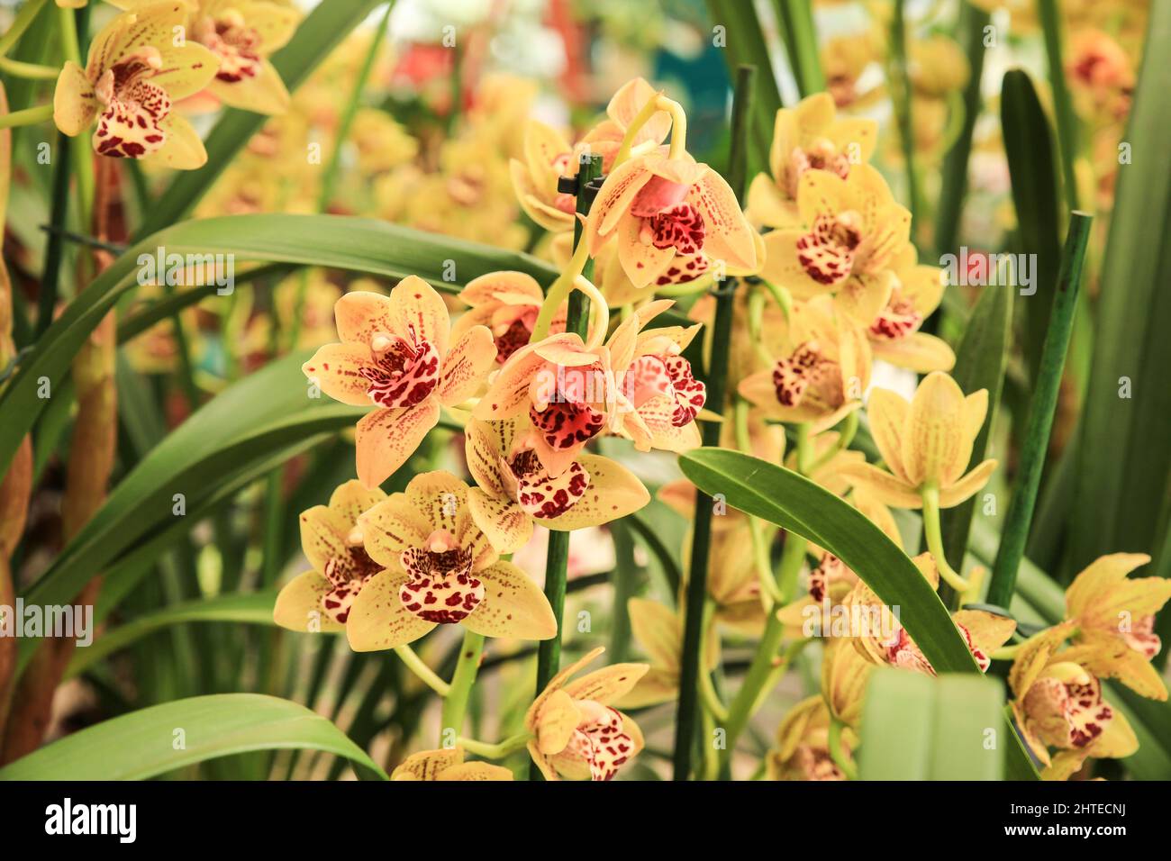 Beautiful Cymbidium orchid in the garden under the sun Stock Photo