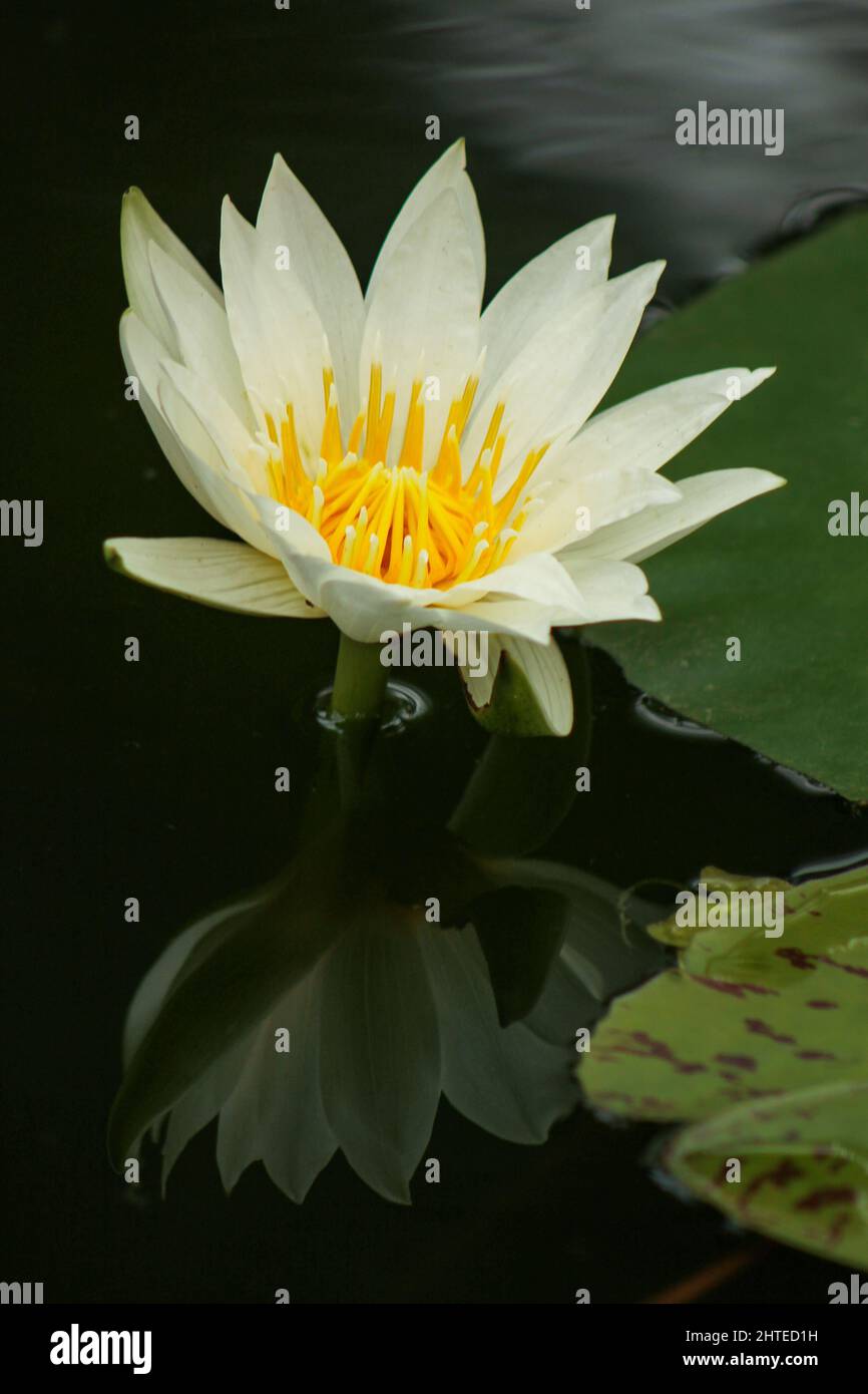 Vertical closeup shot of a beautiful water lily in a pond Stock Photo ...