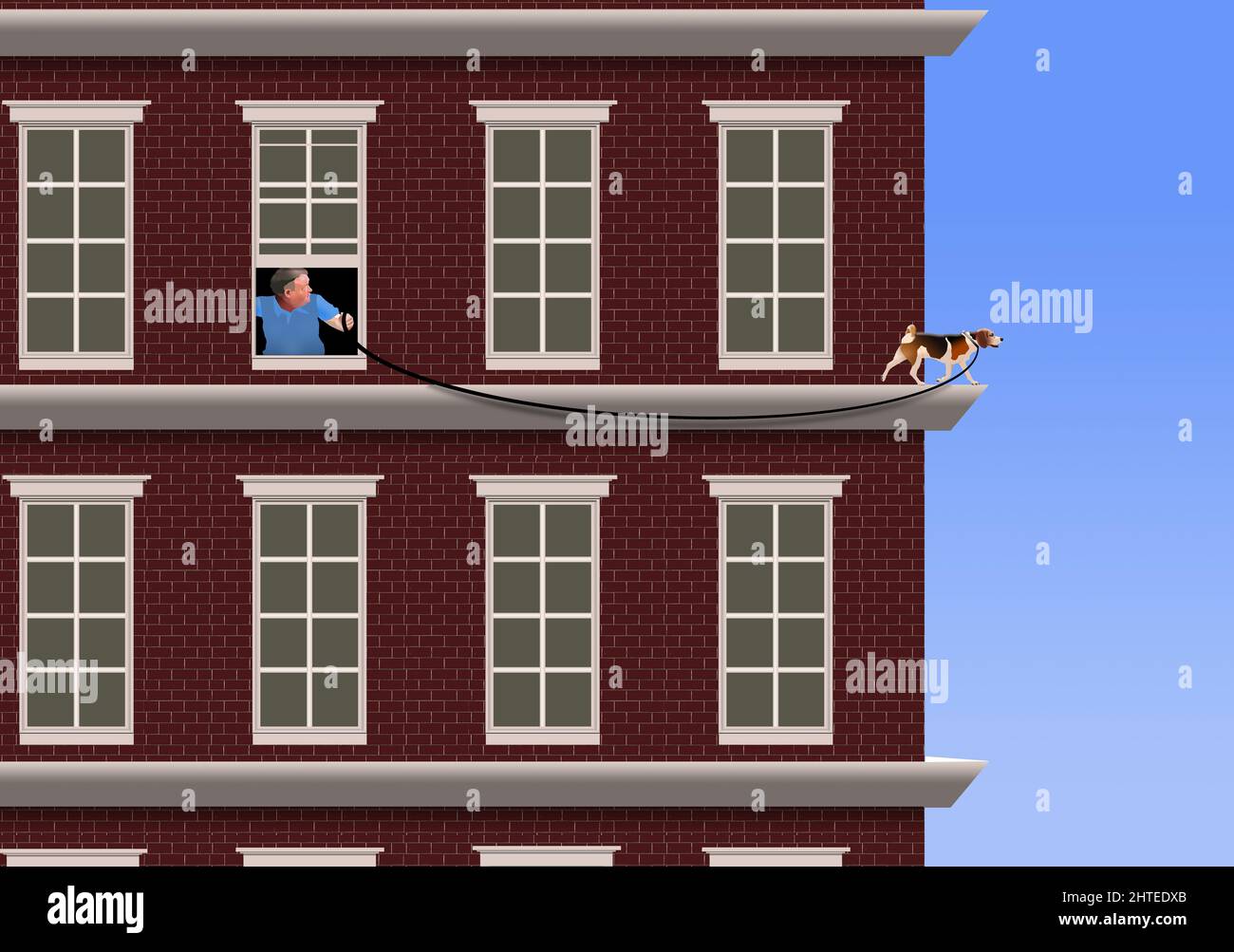 A lazy dog owner lets his beagle take a walk on the ledge of their