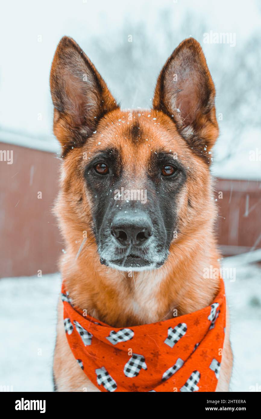 A german shepherd dog in the snow with scarf Stock Photo - Alamy