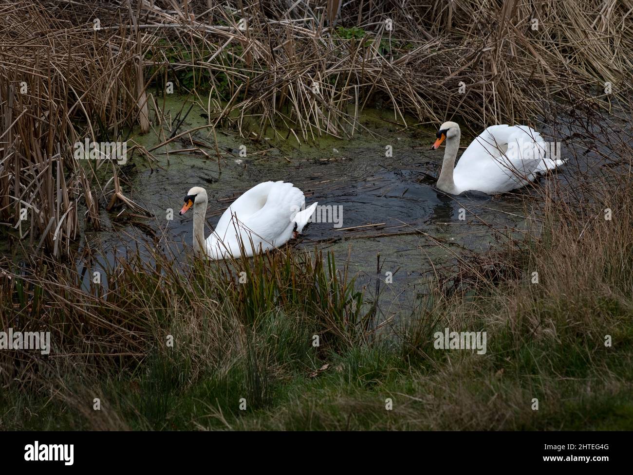Mute Swans on a small Mill Pool during winter months navigating through the reeds in Worcestershire, England. Stock Photo