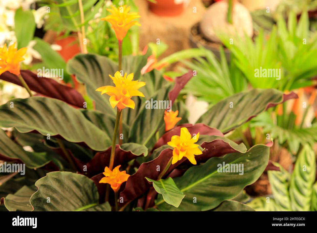 Beautiful colorful Calathea Crocata plants in the garden Stock Photo