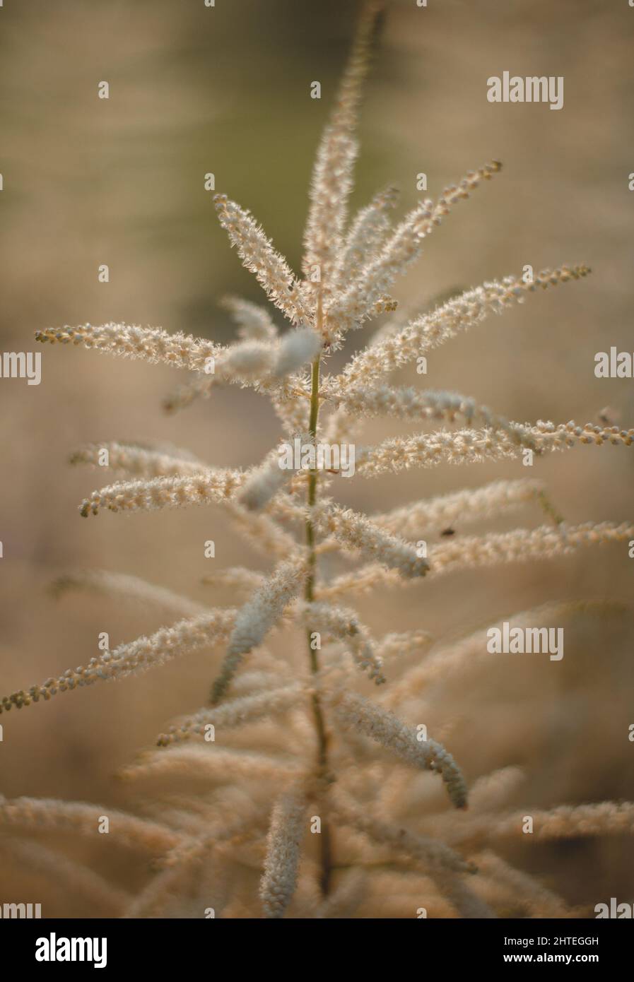 Vertical closeup shot of a plymspirea flower on a blurred background Stock Photo