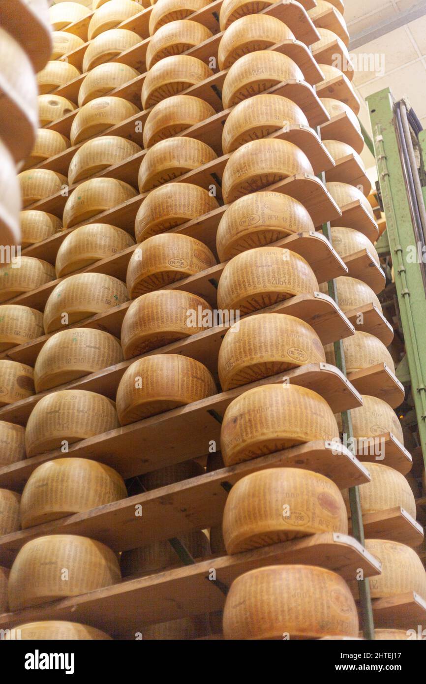 Low angle vertical shot of parmesan cheese wheels aging in storage at