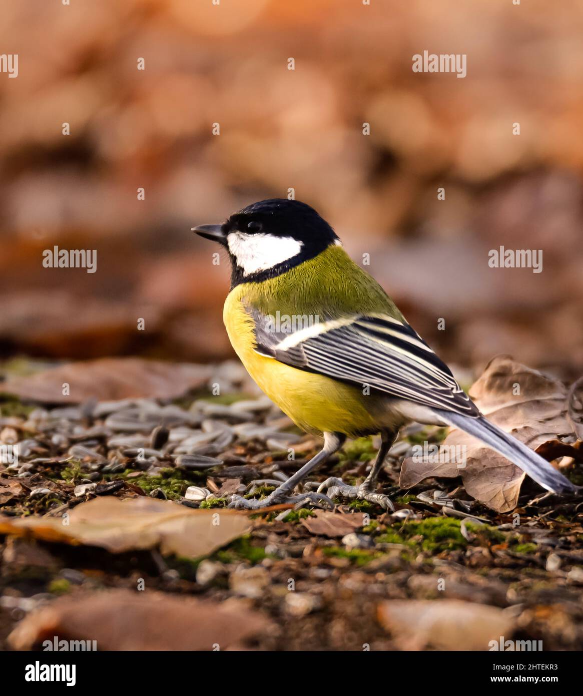 Closeup shot of a beautiful Great tit on the ground Stock Photo - Alamy