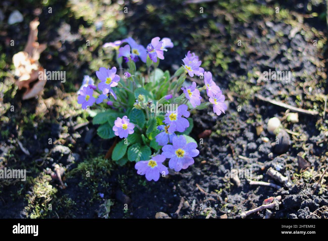 Pale mauve alpine primula flowers and foliage in spring time Stock Photo