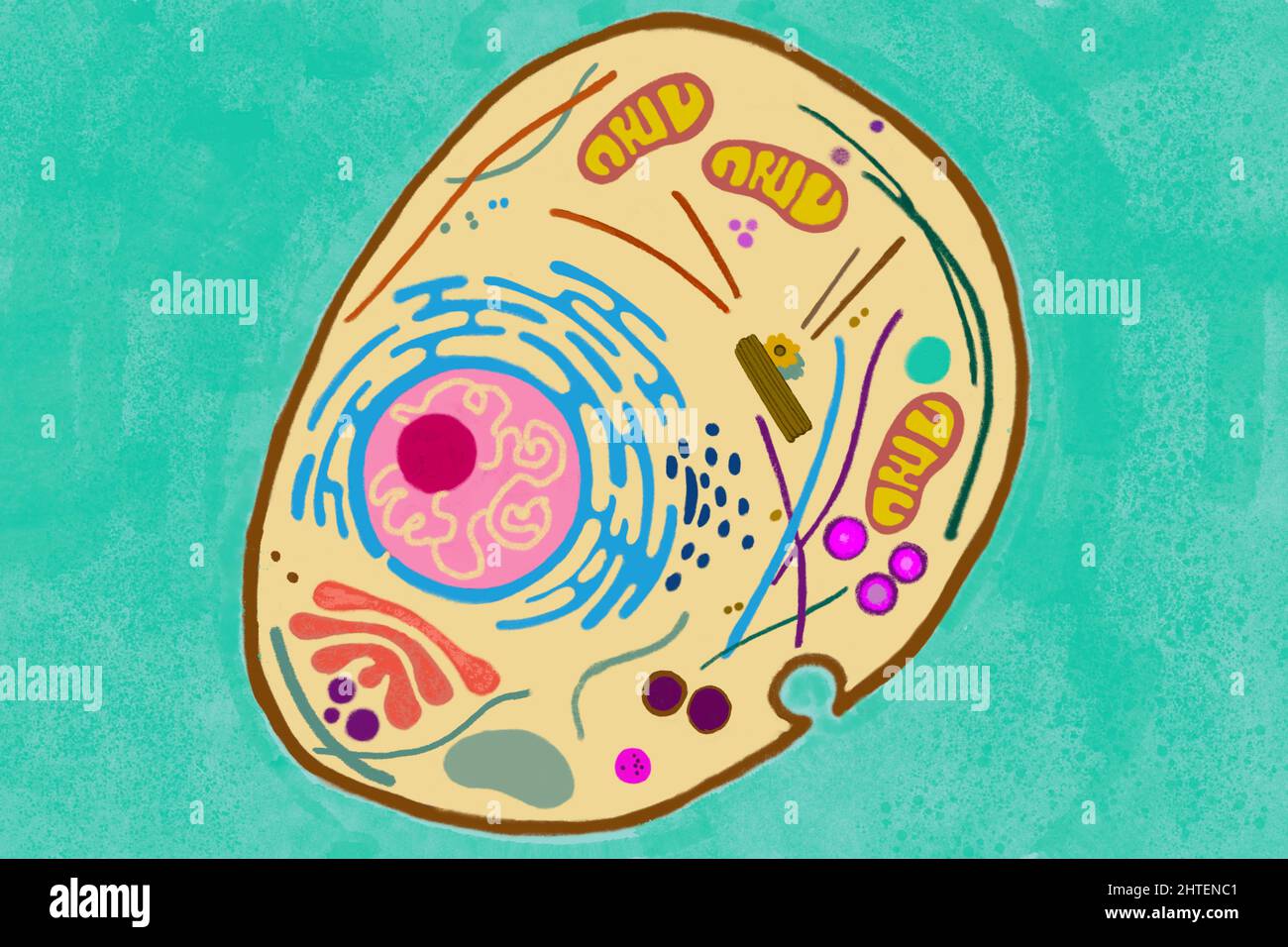 Animal cell illustration shows nucleous, ribosom, lysosome, nuclear envelope, nucleus, cytoplasm, golgi apparatus, endoplasmic reticulum, cell membran Stock Photo