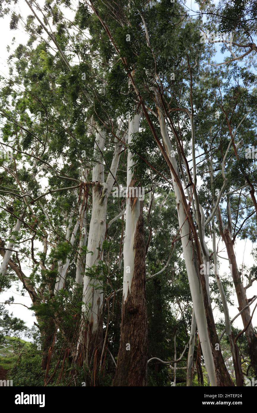 A group of Eucalyptus grandis trees with white and brown peeling bark in Lihue-Koloa Forest Reserve, Kauai, Hawaii, USA Stock Photo