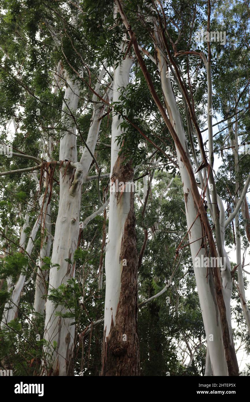 The white and brown peeling bark of Eucalyptus grandis trees in Lihue-Koloa Forest Reserve, Kauai, Hawaii, USA Stock Photo