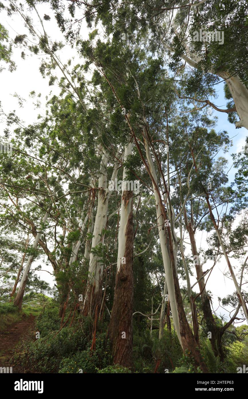 A group of Eucalyptus grandis trees with white and brown peeling bark on the Kuilau-Moalepe Trail in Lihue-Koloa Forest Reserve, Kauai, Hawaii, USA Stock Photo