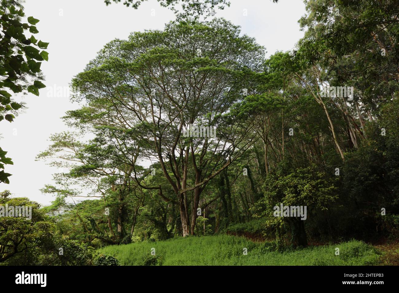 A Monkeypod Tree in a rainforest in the LihueKoloa Forest Reserve on the island of Kauai Stock