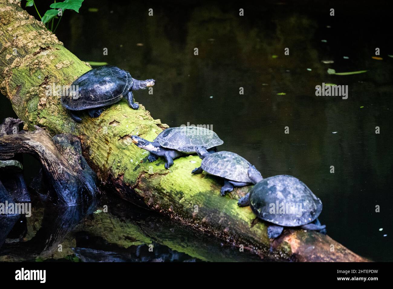 Yellow-spotted river turtles on a thick branch Stock Photo