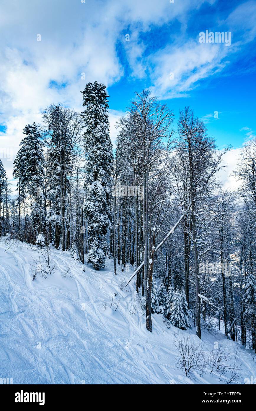 winter panorama of mountain forest with snow covered fir trees Stock ...