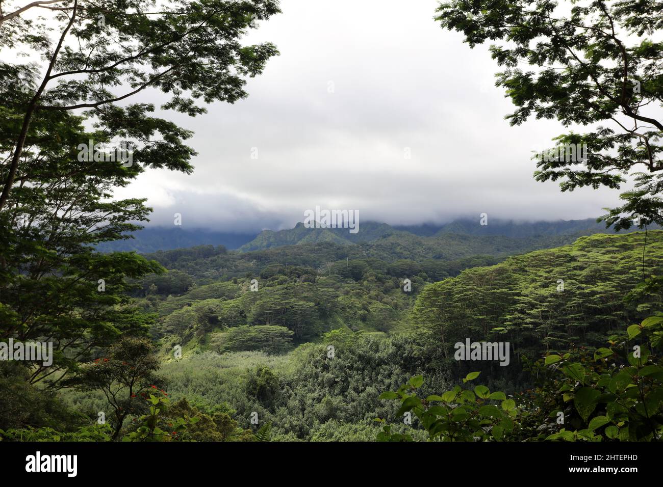 Groves of Monkeypod trees in a vast expanse of rainforest in the LihueKoloa Forest Reserve in