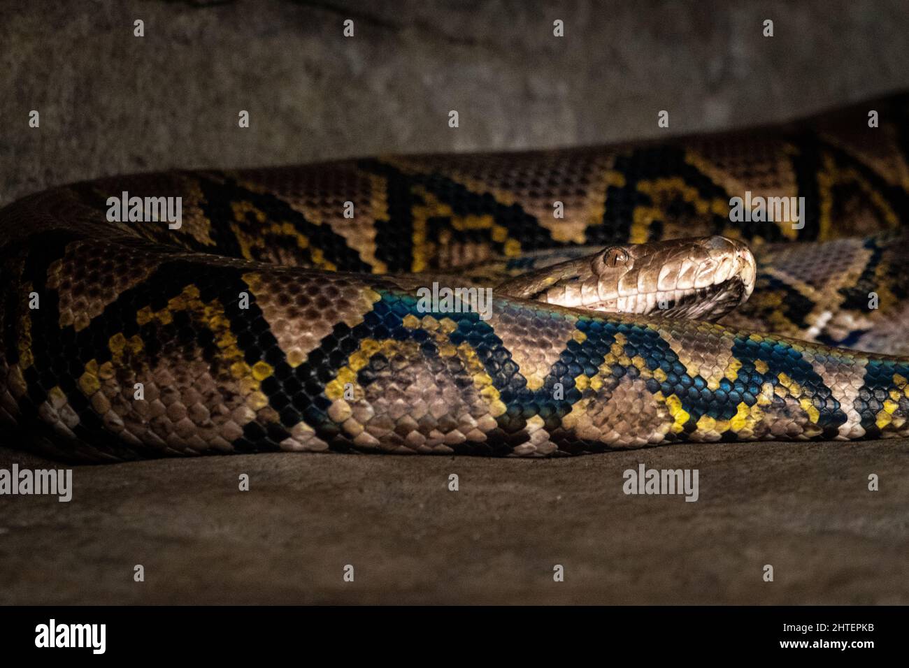 Reticulated python jungle hi-res stock photography and images - Alamy