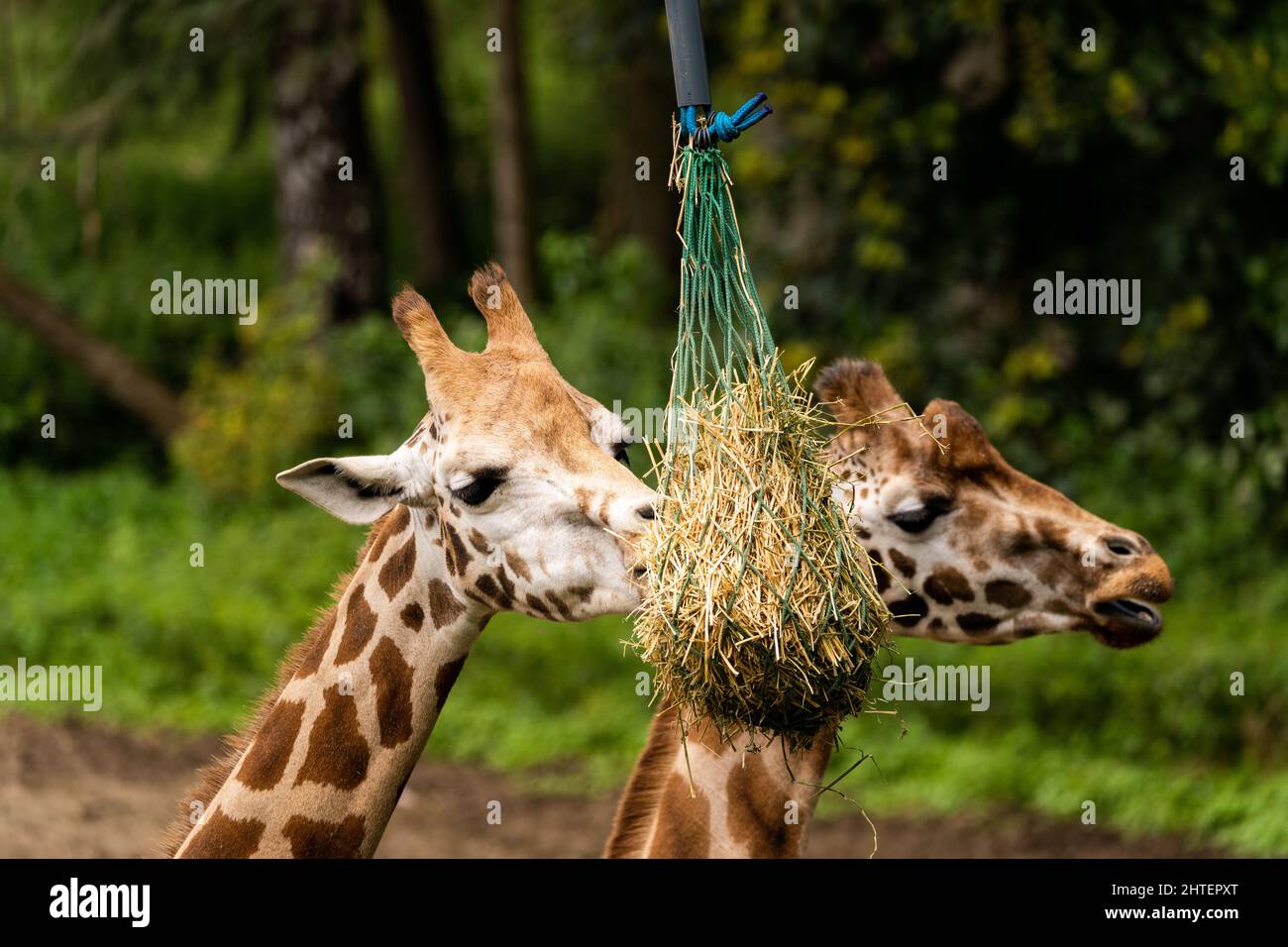 Shot two cute tall hi-res stock photography and images - Alamy