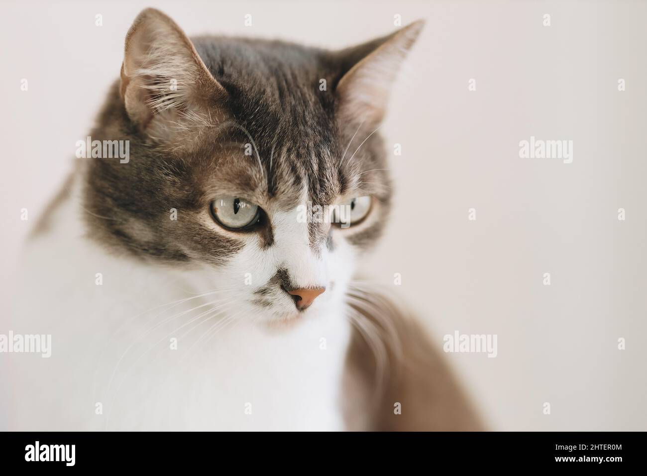 Portrait of beautiful noble cat with large eyes on light background in home environment. Pet sits on couch. Stock Photo