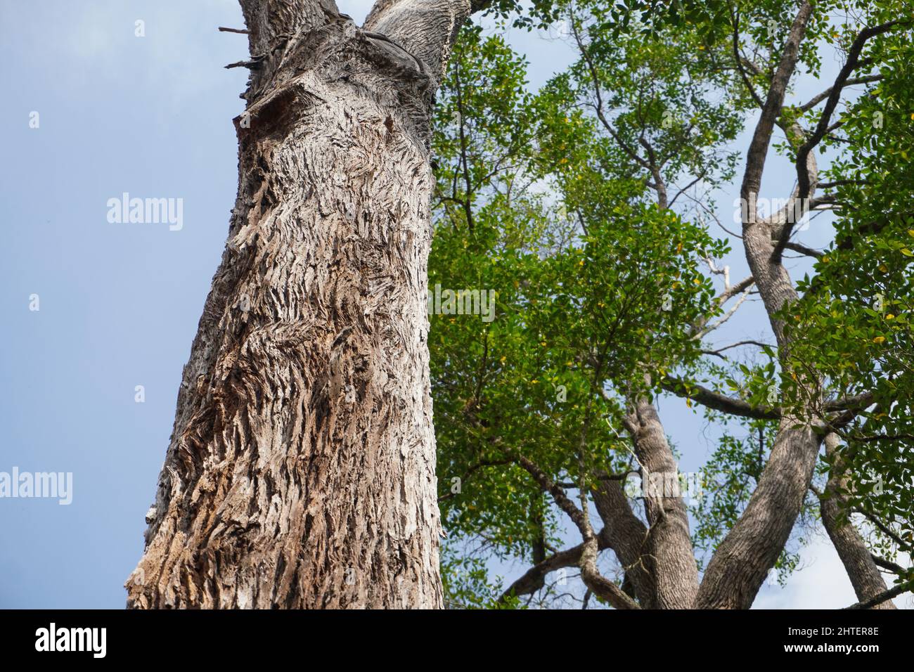 Low angle shot of tembusu tree trunk texture under a blue sky Stock Photo