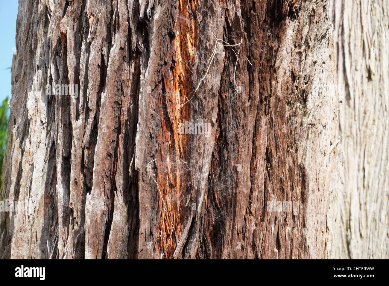 Closeup shot of tembusu tree trunk texture under a blue sky Stock Photo
