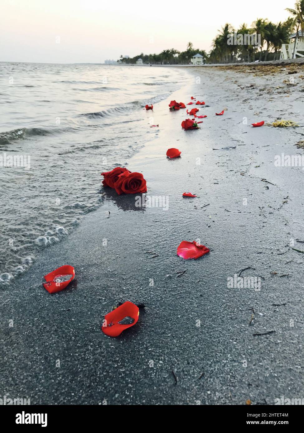 Washed Red Roses Vertical shot of red roses lying in a beach which is being washed off ...