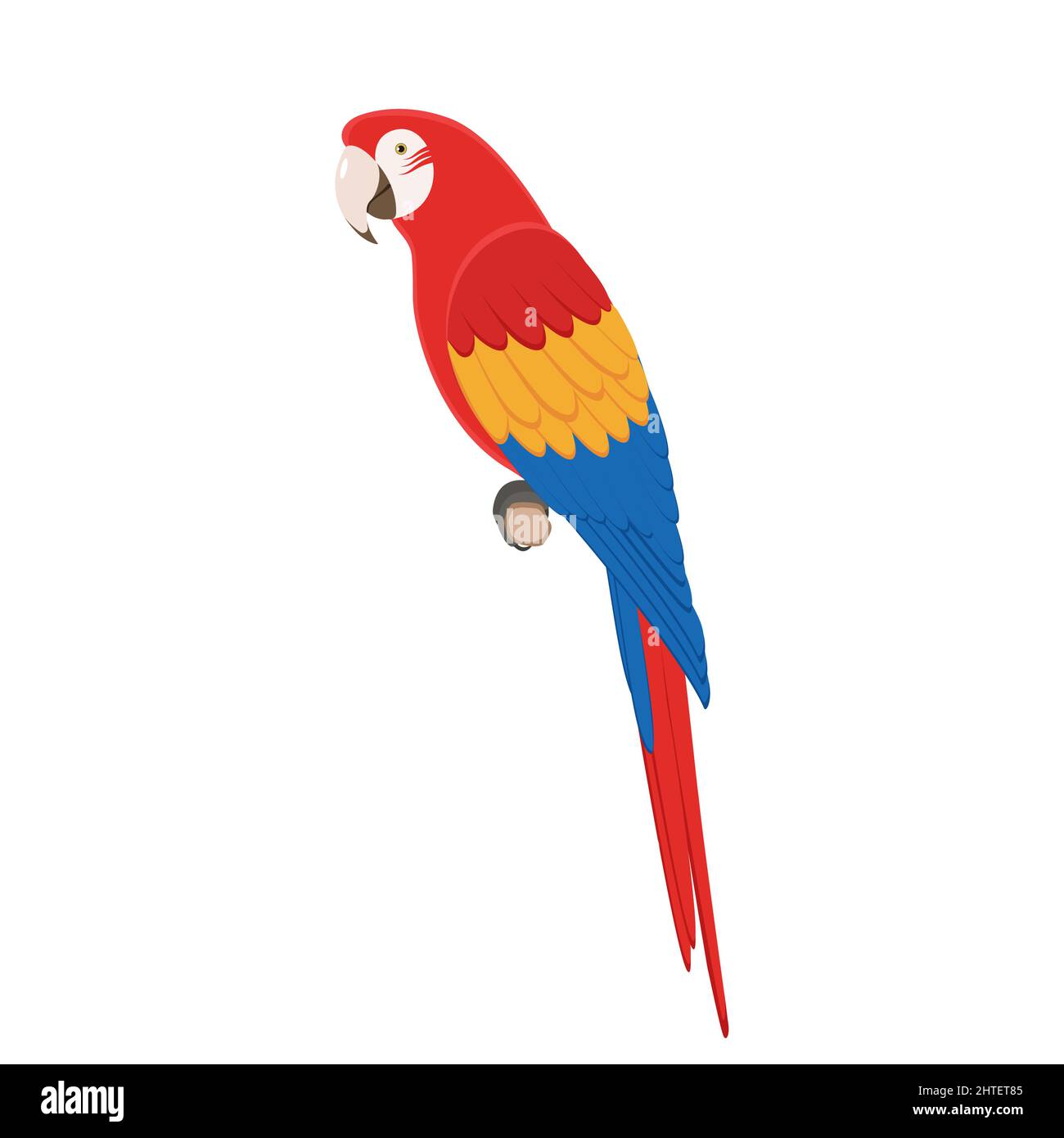 Macaw parrot sitting on a branch. Vector illustration of a tropical colorful macaw parrot sitting on a branch isolated on a white background. Side vie Stock Vector