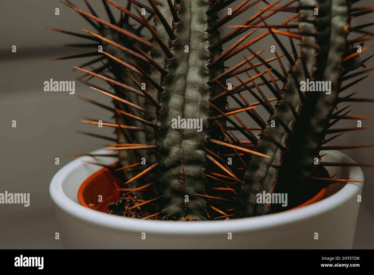 Closeup of Euphorbia enopla, also known as Pincushion Euphorbia Stock