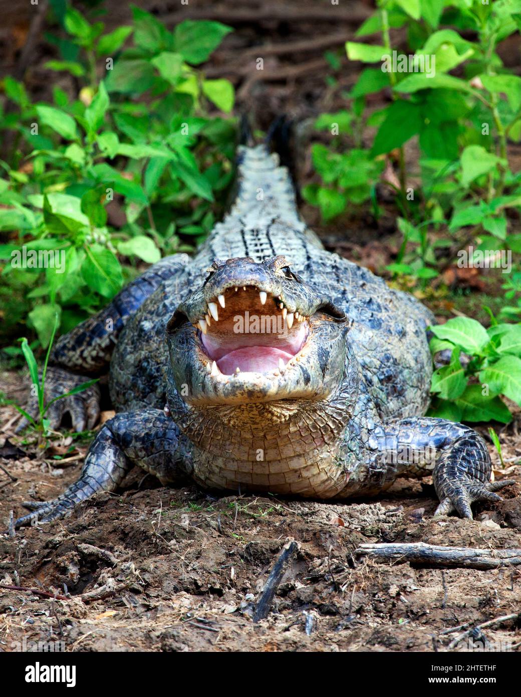 Closeup of a Black Caiman (Melanosuchus niger) sitting along banks of
