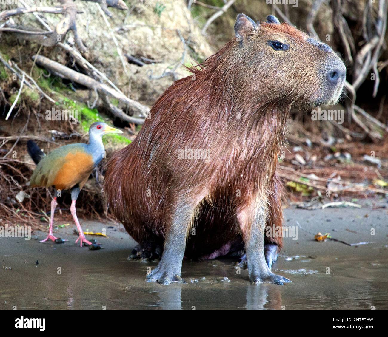 Closeup portrait of a muddy Capybara (Hydrochoerus hydrochaeris) sitting along the riverbank next to colorful bird in the Pampas del Yacuma, Bolivia. Stock Photo