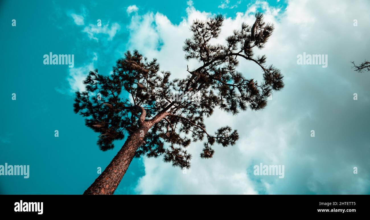 Low angle of a tall tree under a cloudy blue sky Stock Photo - Alamy