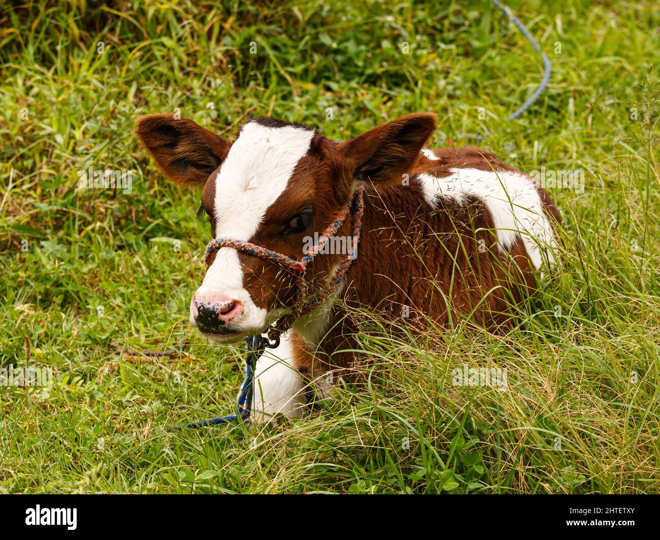 Cute brown and white calf in pasture Stock Photo - Alamy