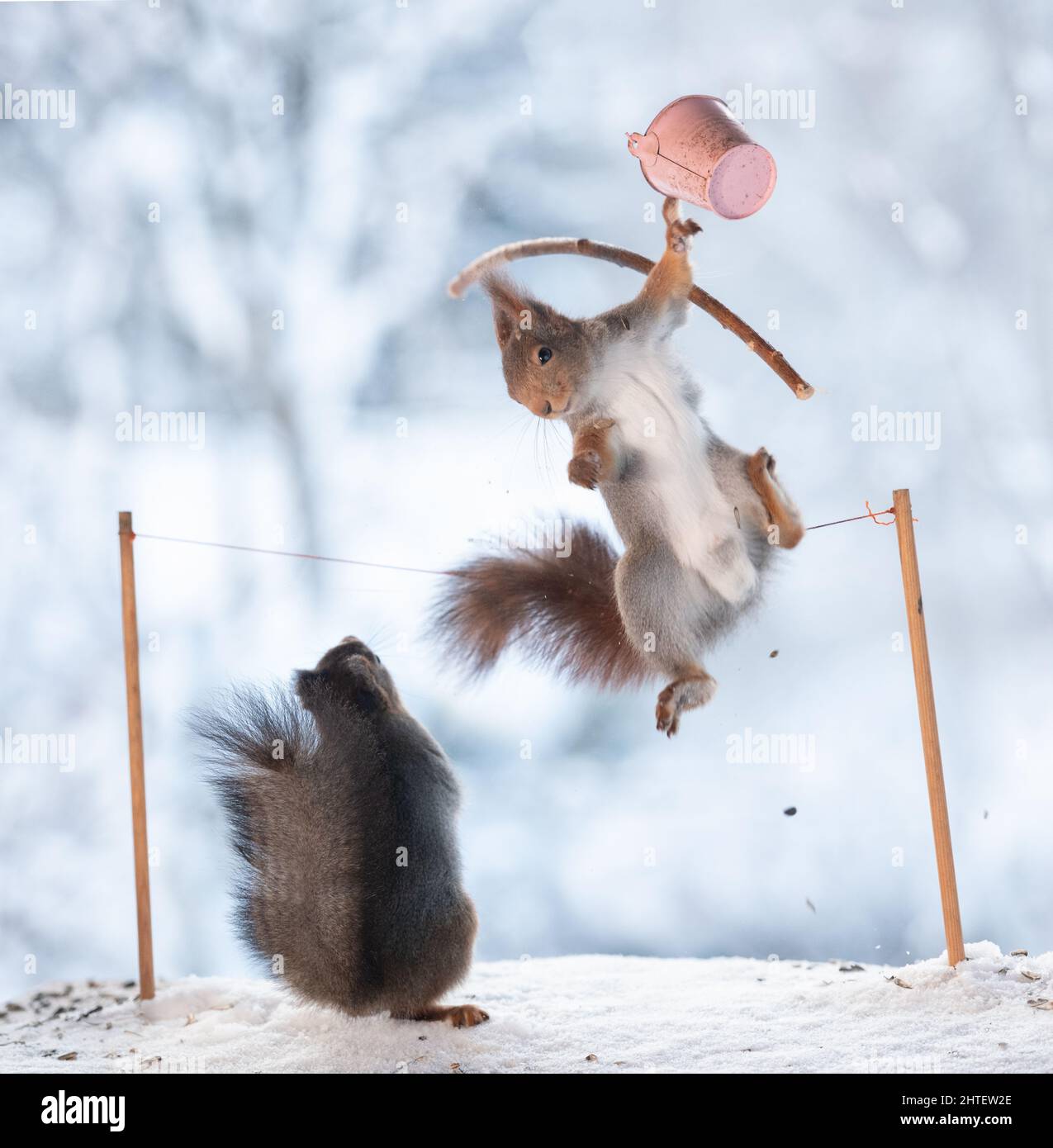 Red Squirrel as a ropewalker Stock Photo - Alamy