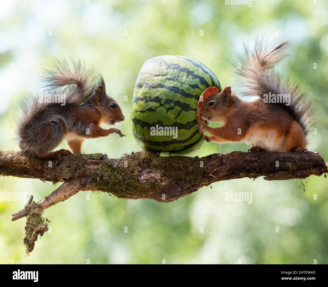 red squirrel in a watermelon Stock Photo Alamy