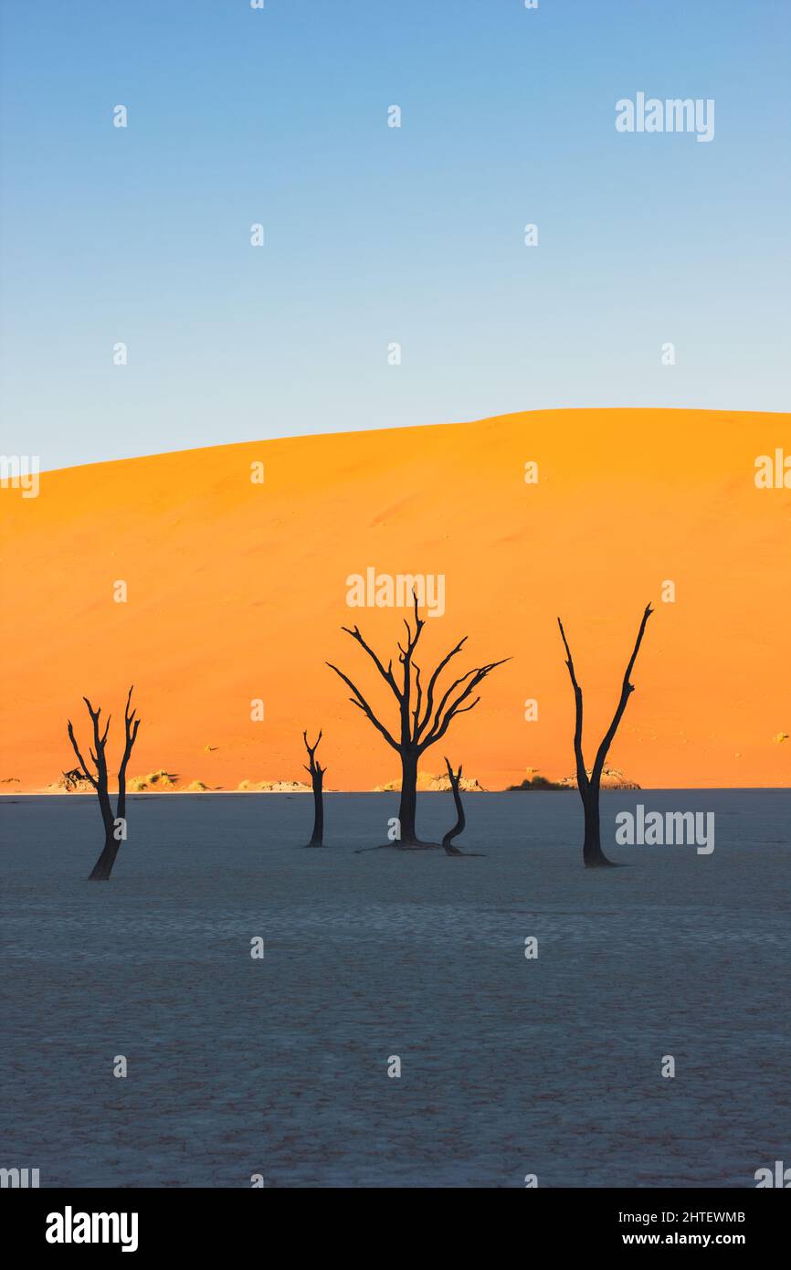 Dead trees in Deadvlei,Namib Desert at sunrise,Namibia,Southern Africa Stock Photo