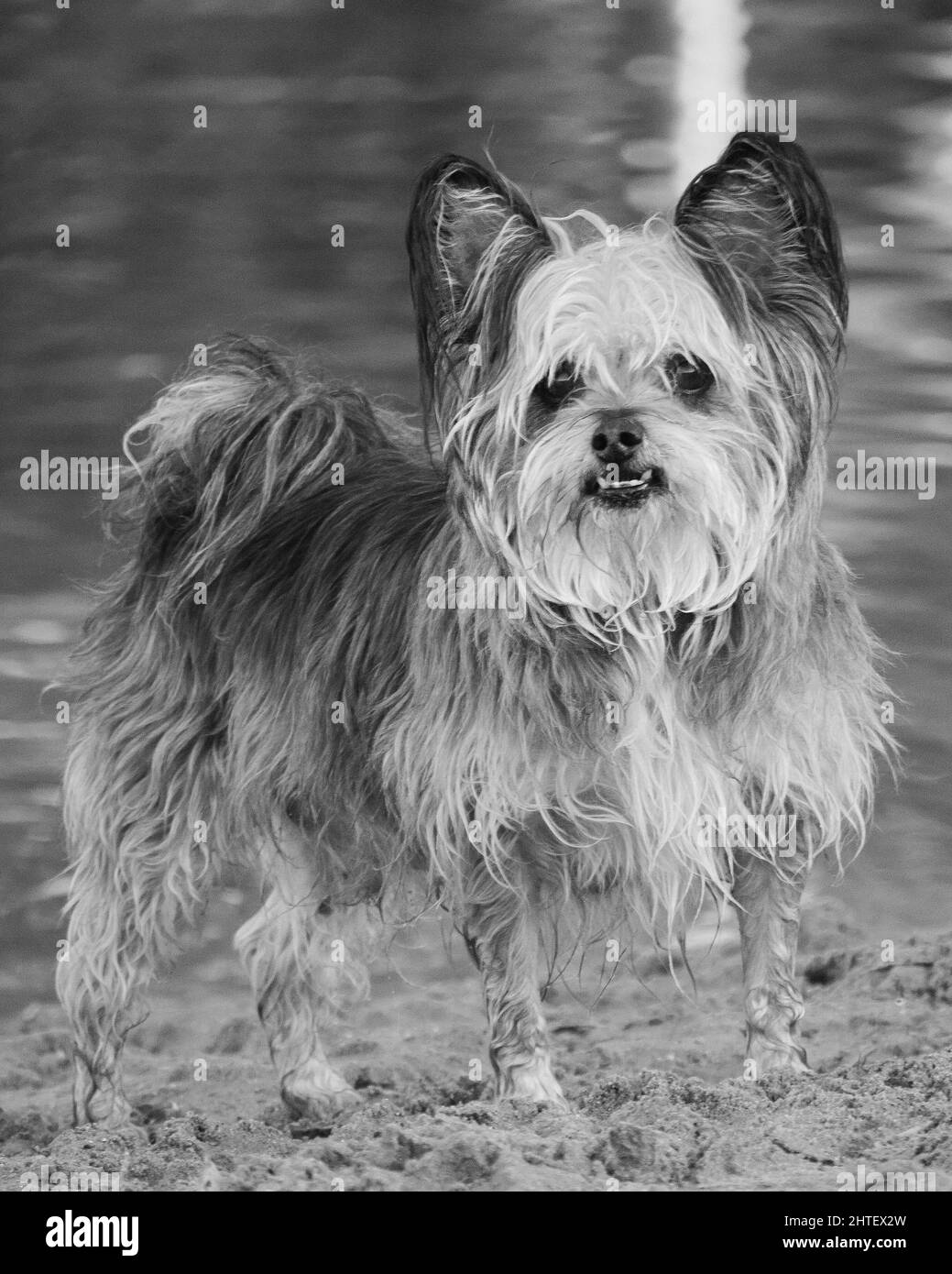 Little dog Black and White Stock Photos & Images - Alamy