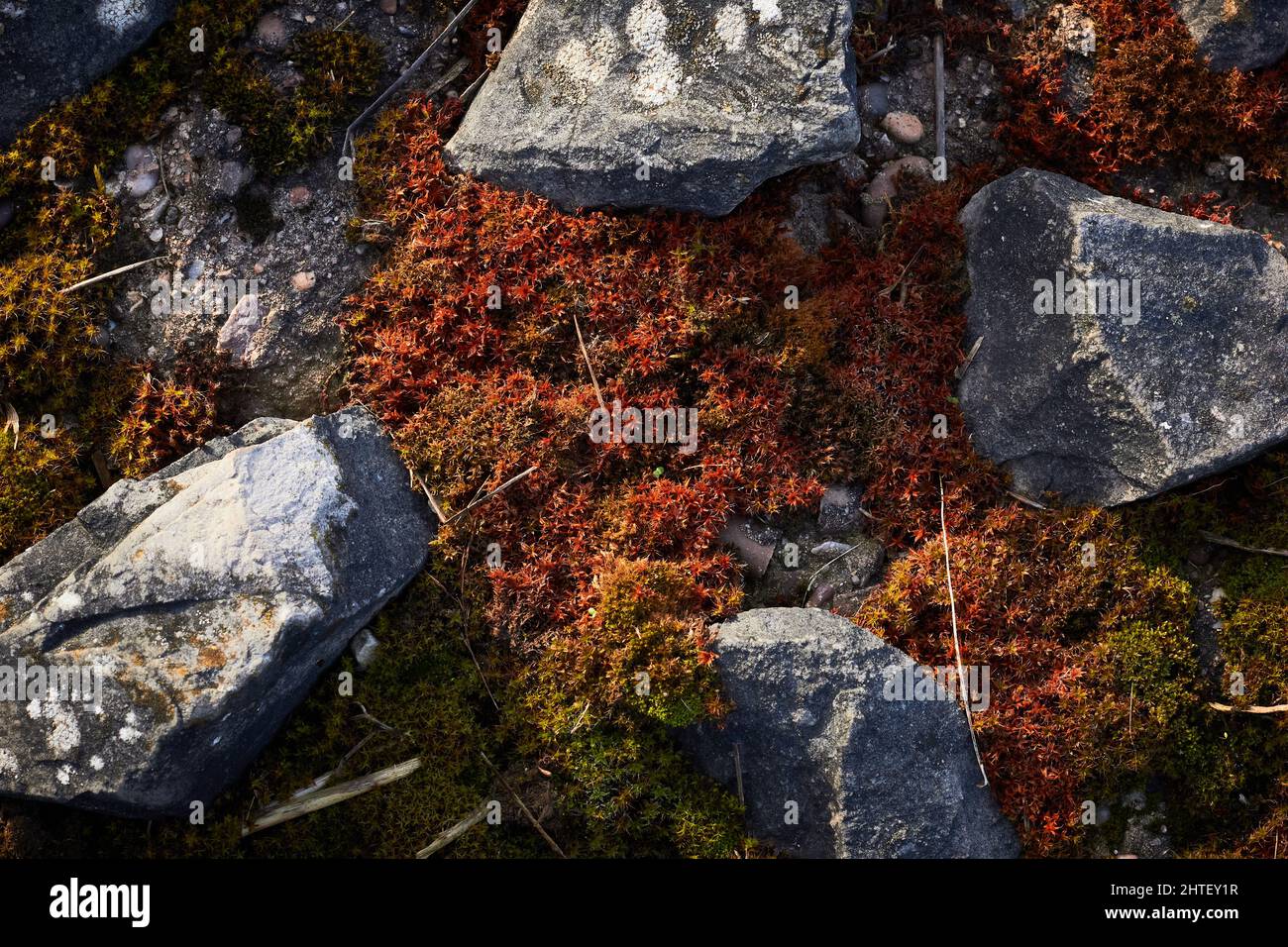Moss growing between lichen-covered rocks Stock Photo - Alamy